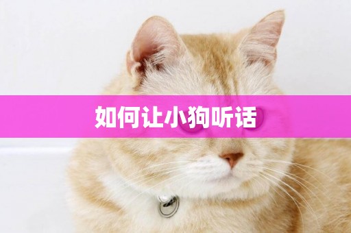 如何讓小狗聽話