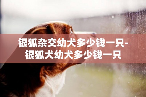 銀狐雜交幼犬多少錢一只-銀狐犬幼犬多少錢一只