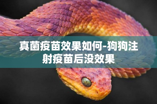 真菌疫苗效果如何-狗狗注射疫苗后沒效果