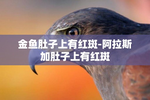 金魚肚子上有紅斑-阿拉斯加肚子上有紅斑