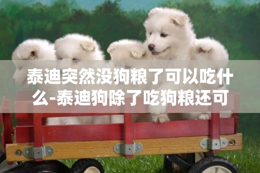 泰迪突然沒狗糧了可以吃什么-泰迪狗除了吃狗糧還可以吃什么