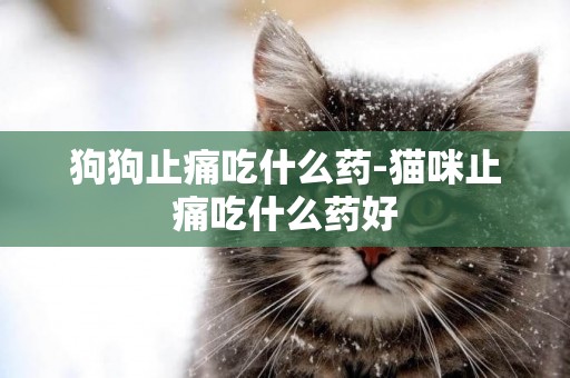 狗狗止痛吃什么藥-貓咪止痛吃什么藥好