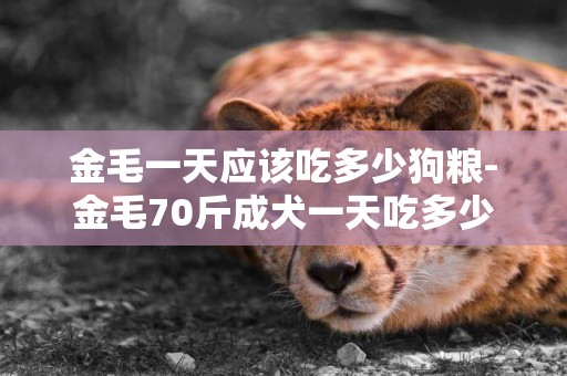 金毛一天應該吃多少狗糧-金毛70斤成犬一天吃多少狗糧