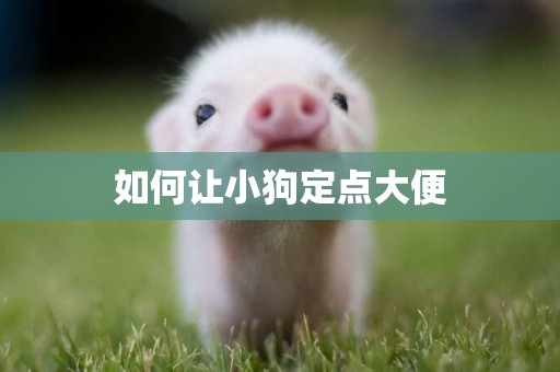 如何讓小狗定點大便