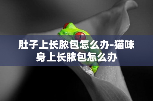 肚子上長膿包怎么辦-貓咪身上長膿包怎么辦