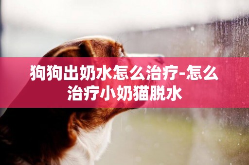 狗狗出奶水怎么治療-怎么治療小奶貓脫水