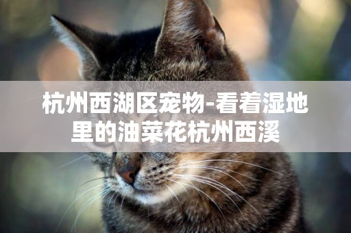 杭州西湖區寵物-看著濕地里的油菜花杭州西溪