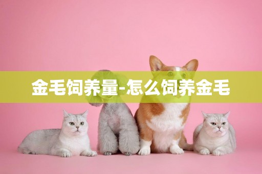 金毛飼養量-怎么飼養金毛