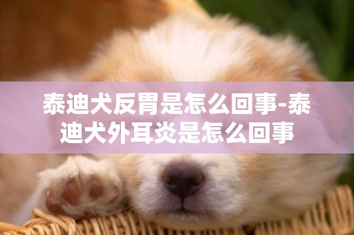 泰迪犬反胃是怎么回事-泰迪犬外耳炎是怎么回事