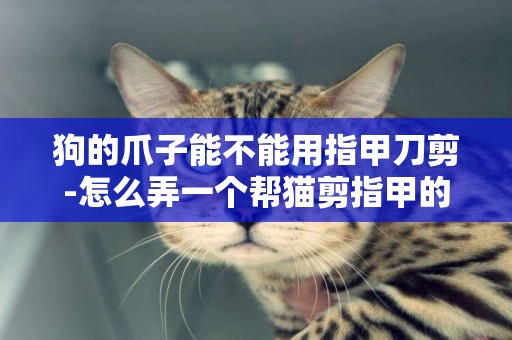 狗的爪子能不能用指甲刀剪-怎么弄一個幫貓剪指甲的箱子