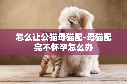 怎么讓公貓母貓配-母貓配完不懷孕怎么辦