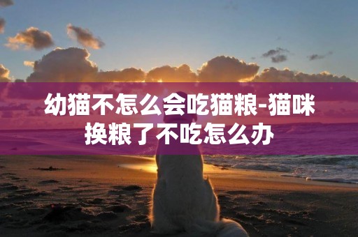幼貓不怎么會吃貓糧-貓咪換糧了不吃怎么辦