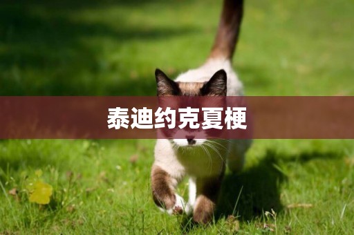 泰迪約克夏梗