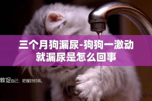 三個月狗漏尿-狗狗一激動就漏尿是怎么回事