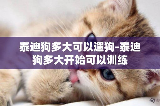泰迪狗多大可以遛狗-泰迪狗多大開始可以訓練
