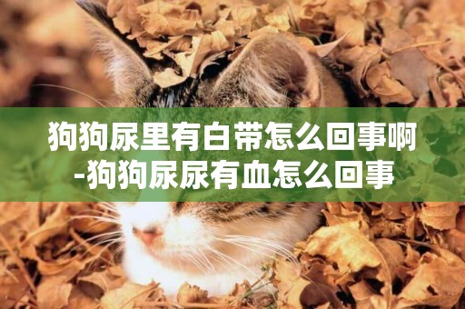 狗狗尿里有白帶怎么回事啊-狗狗尿尿有血怎么回事