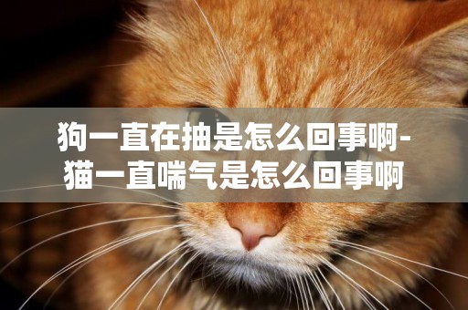 狗一直在抽是怎么回事啊-貓一直喘氣是怎么回事啊