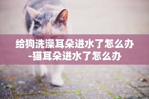 給狗洗澡耳朵進水了怎么辦-貓耳朵進水了怎么辦