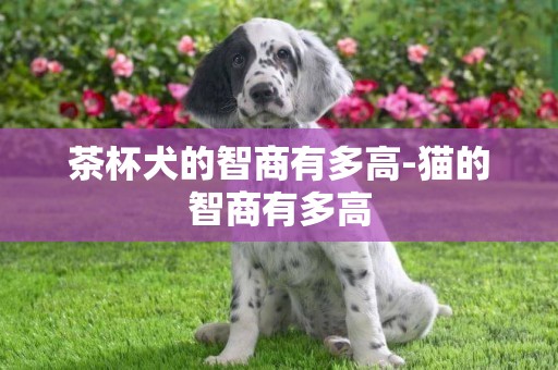 茶杯犬的智商有多高-貓的智商有多高