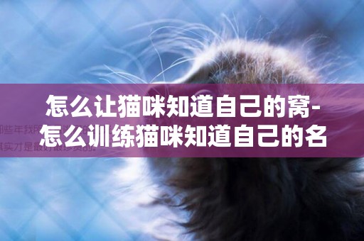 怎么讓貓咪知道自己的窩-怎么訓練貓咪知道自己的名字