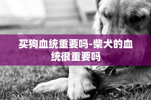買狗血統重要嗎-柴犬的血統很重要嗎