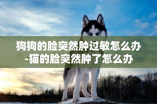 狗狗的臉突然腫過敏怎么辦-貓的臉突然腫了怎么辦