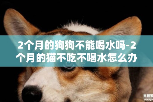 2個月的狗狗不能喝水嗎-2個月的貓不吃不喝水怎么辦