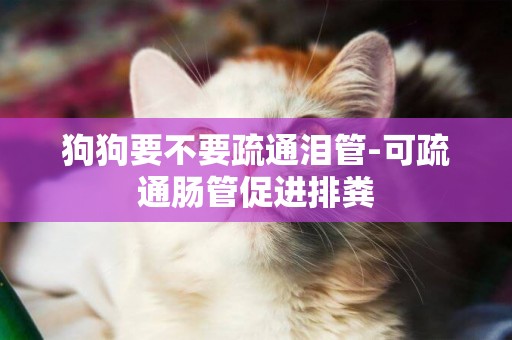 狗狗要不要疏通淚管-可疏通腸管促進排糞