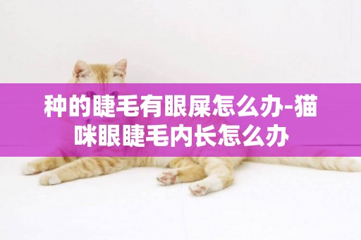種的睫毛有眼屎怎么辦-貓咪眼睫毛內長怎么辦