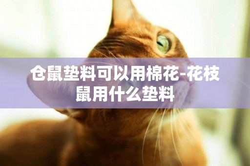 倉鼠墊料可以用棉花-花枝鼠用什么墊料