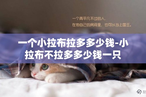 一個小拉布拉多多少錢-小拉布不拉多多少錢一只