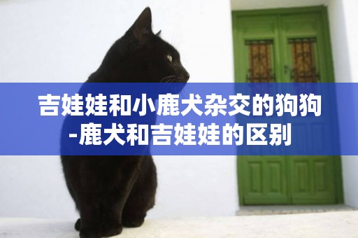 吉娃娃和小鹿犬雜交的狗狗-鹿犬和吉娃娃的區別