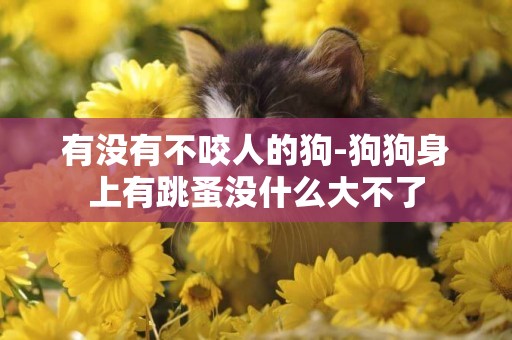 有沒有不咬人的狗-狗狗身上有跳蚤沒什么大不了
