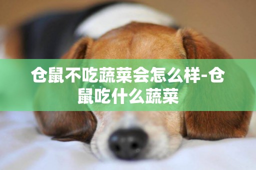 倉鼠不吃蔬菜會怎么樣-倉鼠吃什么蔬菜