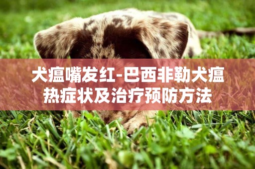 犬瘟嘴發紅-巴西非勒犬瘟熱癥狀及治療預防方法