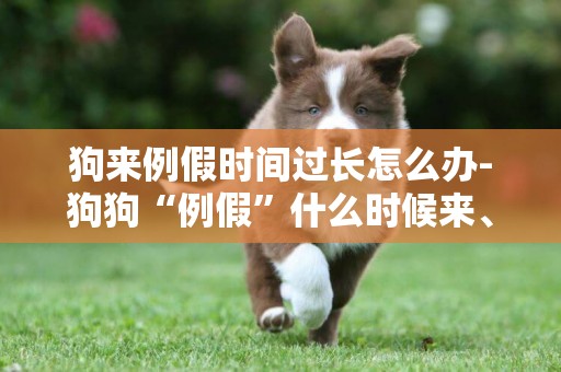 狗來例假時間過長怎么辦-狗狗“例假”什么時候來、多長時間來一次