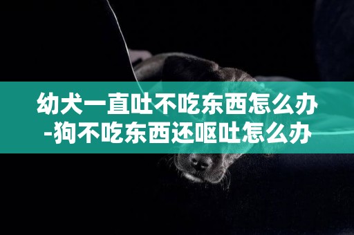 幼犬一直吐不吃東西怎么辦-狗不吃東西還嘔吐怎么辦