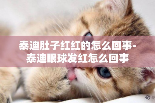 泰迪肚子紅紅的怎么回事-泰迪眼球發紅怎么回事