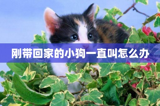剛帶回家的小狗一直叫怎么辦