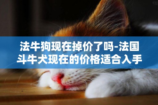 法牛狗現在掉價了嗎-法國斗牛犬現在的價格適合入手一只嗎