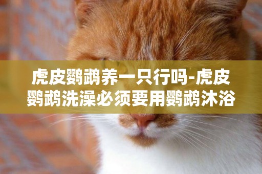 虎皮鸚鵡養一只行嗎-虎皮鸚鵡洗澡必須要用鸚鵡沐浴露嗎