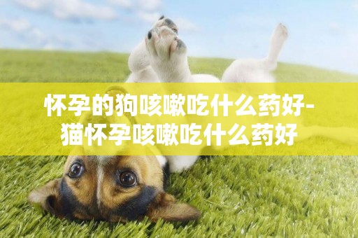 懷孕的狗咳嗽吃什么藥好-貓懷孕咳嗽吃什么藥好