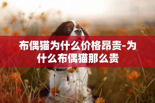 布偶貓為什么價格昂貴-為什么布偶貓那么貴