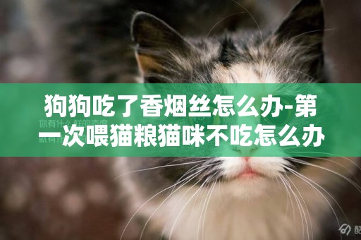 狗狗吃了香煙絲怎么辦-第一次喂貓糧貓咪不吃怎么辦