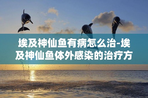 埃及神仙魚有病怎么治-埃及神仙魚體外感染的治療方法