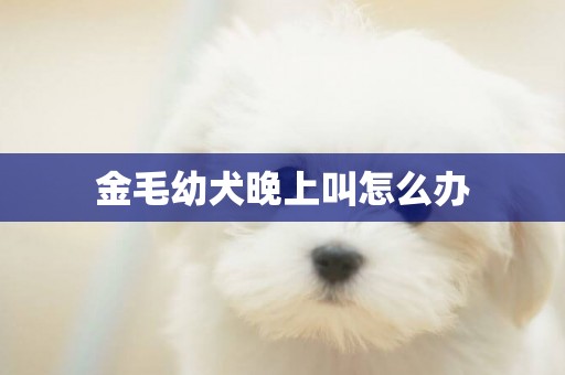 金毛幼犬晚上叫怎么辦