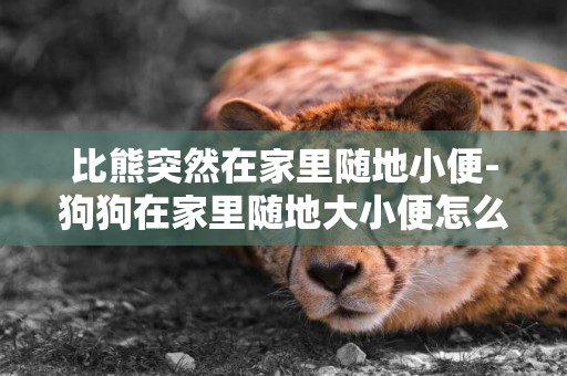 比熊突然在家里隨地小便-狗狗在家里隨地大小便怎么辦