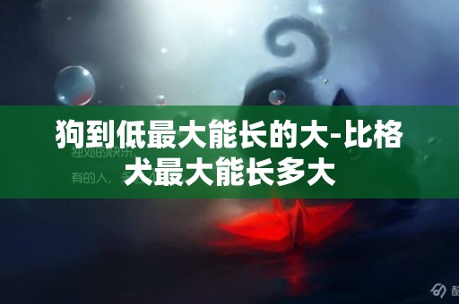 狗到低最大能長的大-比格犬最大能長多大