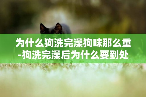 為什么狗洗完澡狗味那么重-狗洗完澡后為什么要到處蹭