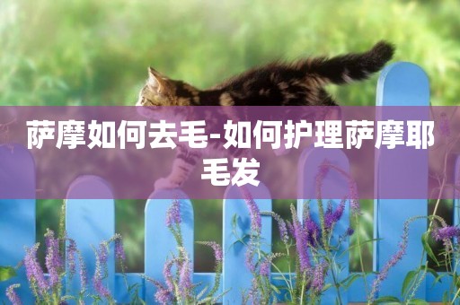 薩摩如何去毛-如何護理薩摩耶毛發